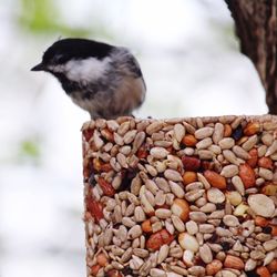 Close-up of bird perching on wood