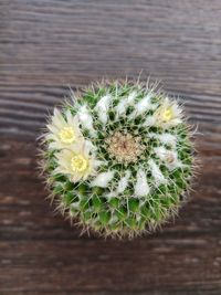 Close-up of cactus plant