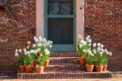 Potted plant against wall