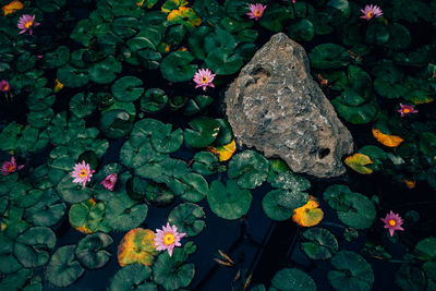 High angle view of flowering plant floating on water