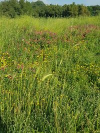 Scenic view of grassy field