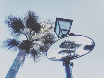 Low angle view of palm trees