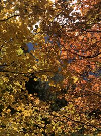 Low angle view of autumnal tree