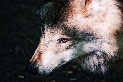 Close-up of a horse looking away