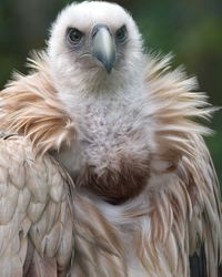 Close-up portrait of owl