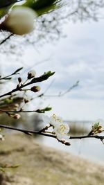 Close-up of white cherry blossoms in spring