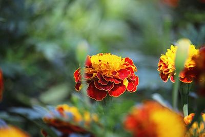 Close-up of orange marigold flower