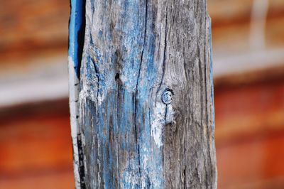 Close-up of tree trunk