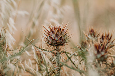 Close-up of flower on field