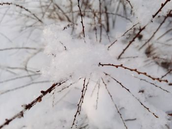 Close-up of frozen plant during winter