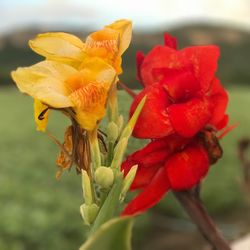 Close-up of day lily blooming outdoors