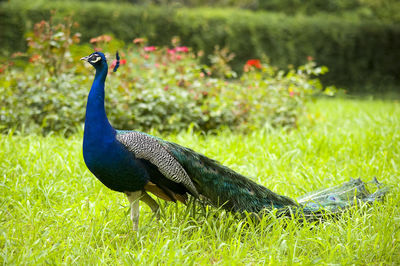 Peacock in a field