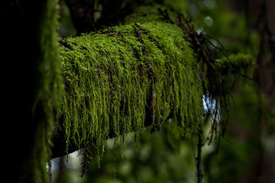 Close-up of tree