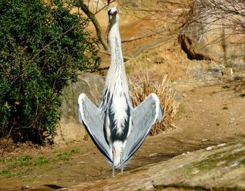 View of a bird flying