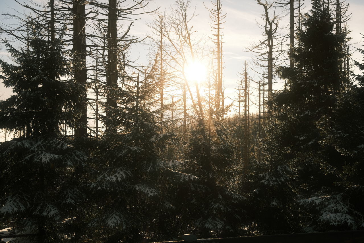 tree, plant, sky, nature, sunlight, sun, tranquility, forest, beauty in nature, no people, growth, sunset, sunbeam, land, lens flare, tranquil scene, light, silhouette, scenics - nature, coniferous tree, non-urban scene, reflection, pine tree, pinaceae, woodland, branch, outdoors, environment, back lit, low angle view, darkness, winter, pine woodland, day, natural environment, idyllic, evening, tree trunk, landscape, trunk