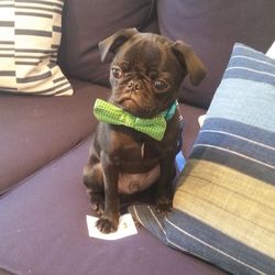 Portrait of puppy sitting on sofa