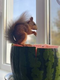 Close-up of squirrel