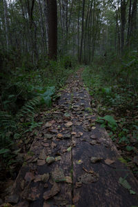 View of trees in forest