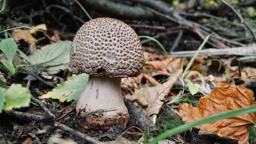 Close-up of mushroom on field