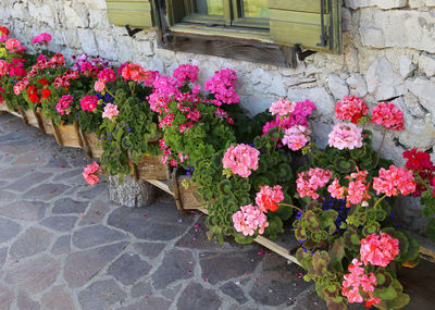 Pink flowering plants in pot