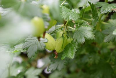 Close-up of fresh green leaves on plant