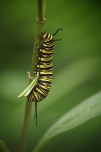 Close-up of insect on leaf