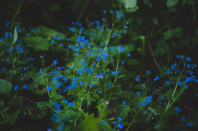 Full frame shot of purple flowers