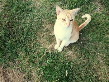 High angle view of cat on field