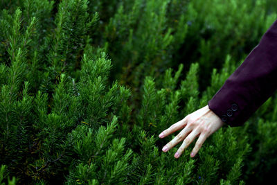 Midsection of person touching plants