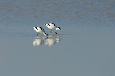 Birds in lake