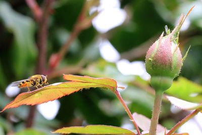 Close-up of insect on leaf