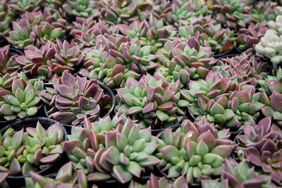 Full frame shot of succulent plants