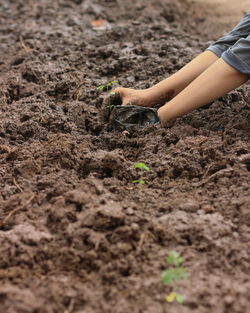 Cropped hand of woman planting sapling in mud