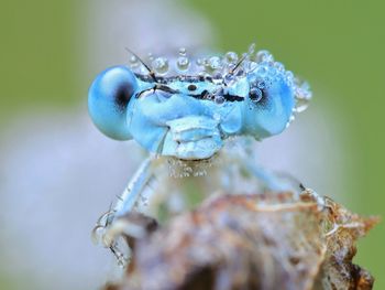 Close-up portrait of damselfly