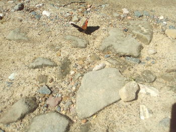 High angle view of bird on beach