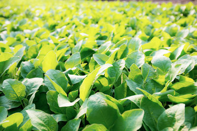 Full frame shot of fresh green leaves