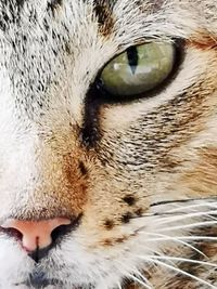 Close-up of cat