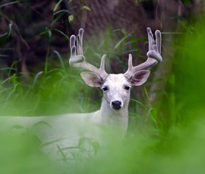 Portrait of deer