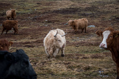 Cattle on field