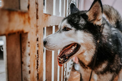 Siberian husky dogs are waiting for the boss in front of the house