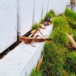 High angle view of cat on wall