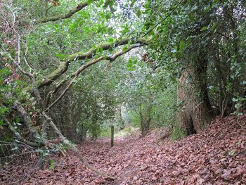 Low angle view of trees in forest