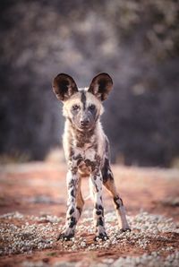 Portrait of dog standing outdoors