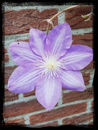 Close-up of purple flowering plant