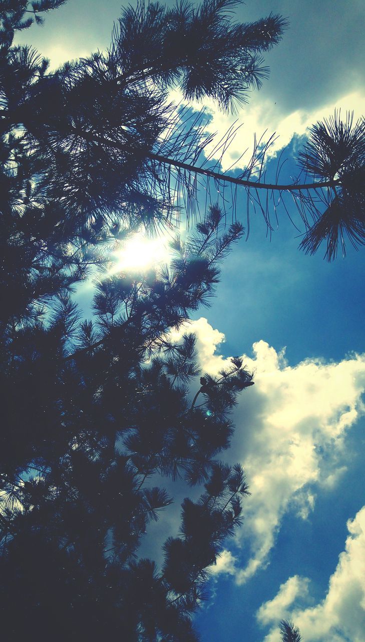 sky, tree, plant, cloud - sky, low angle view, beauty in nature, growth, no people, tranquility, nature, day, sunlight, outdoors, scenics - nature, blue, tranquil scene, sunbeam, branch, palm tree, silhouette, directly below