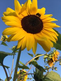 Close-up of sunflower blooming against sky