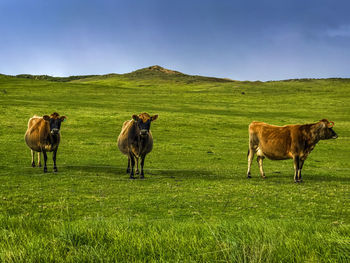 Horses on field against sky