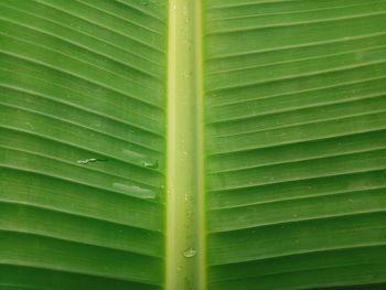 Full frame shot of palm leaf