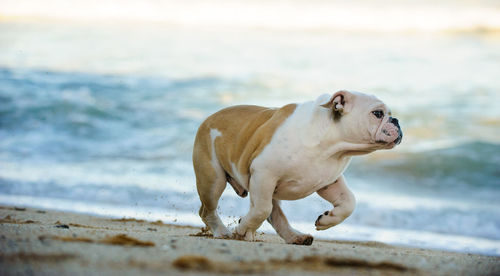 Dog on sand at beach