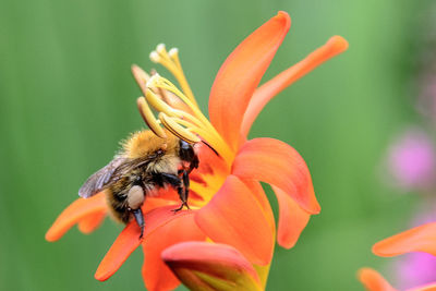 Close-up of honey bee on orange flower